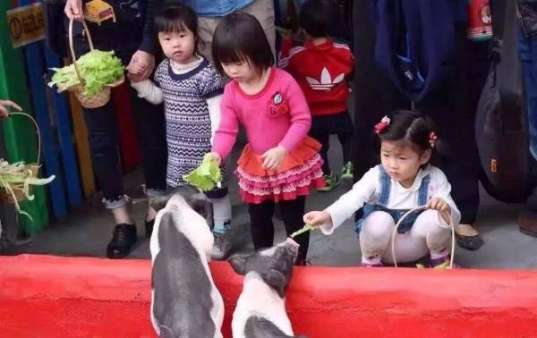 8畝地建小動物農場僅憑2招變網紅打卡地，門票20餵動物10元，啥樣