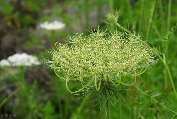 農民叫它“胖兒參”，白子菜降“三高”，有“神仙草”之美稱