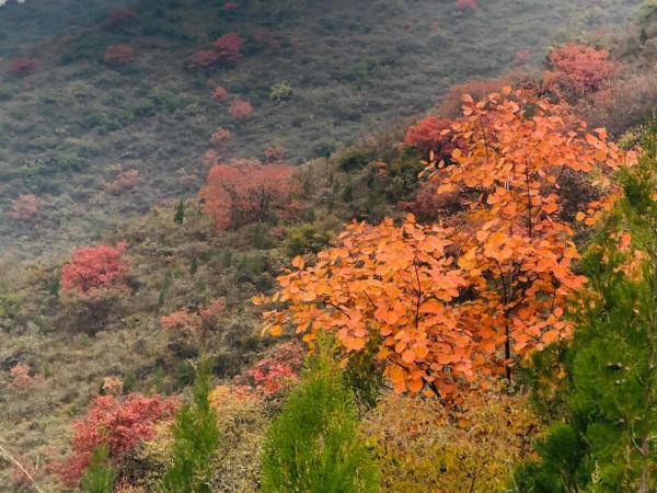 深秋登高望紅葉 深秋登高望紅葉