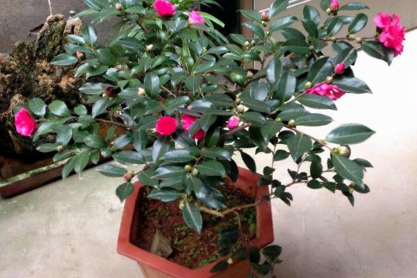 10種花，空氣再幹也別“噴水”，容易黃葉“掉花苞”