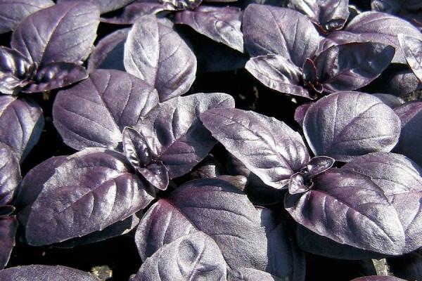 羅勒、聖羅勒、甜羅勒和河南“荊芥”，到底什麼關係？