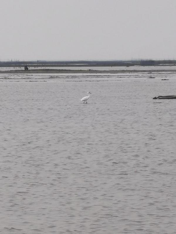 抓螺去啦! 抓螺去啦!