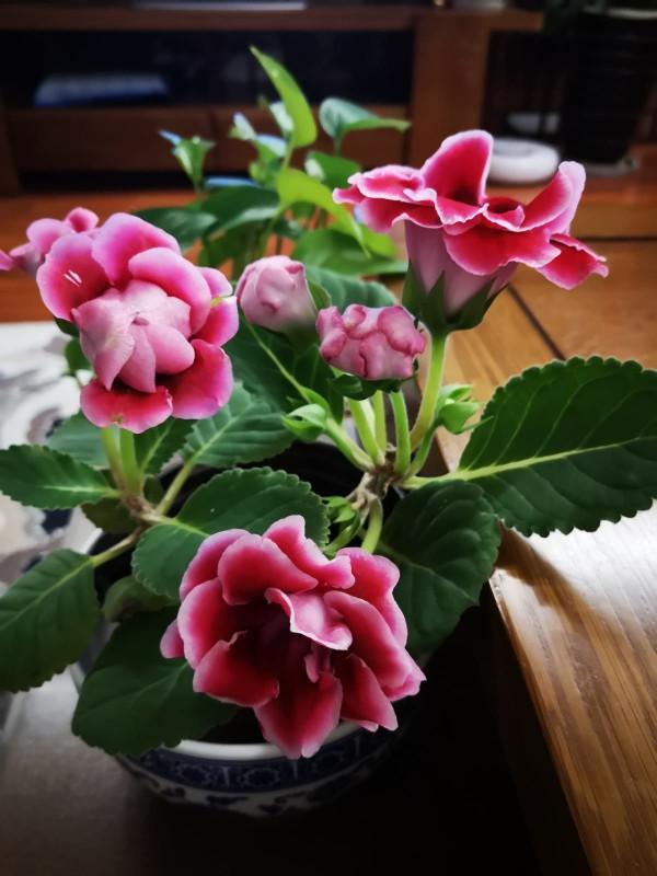 16種喜&OpenCurlyDoubleQuote;陰&rdquo;花，適合養在&OpenCurlyDoubleQuote;光照少&rdquo;的地方，光太強反而長不好