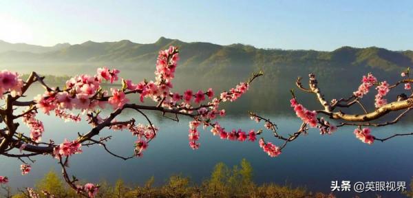 在那桃花盛開的地方 在那桃花盛開的地方