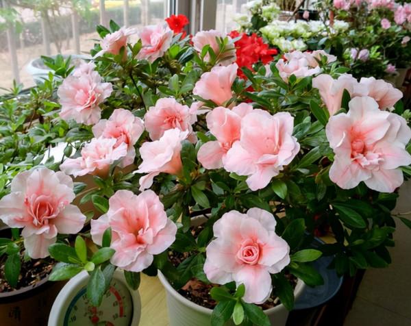 秋季購買杜鵑都是滿頭花苞,做好這幾步,讓它全開放 秋季購買杜鵑都是滿頭花苞,做好這幾步,讓它全開放