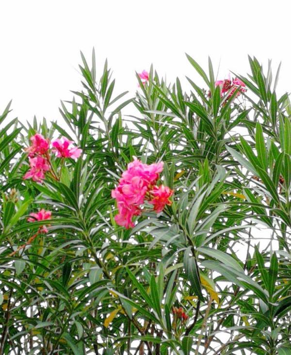 北海散記之花卉篇（下）