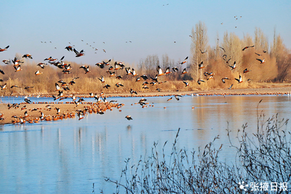 壯觀!溼地冬景美,候鳥舞翩躚 壯觀!溼地冬景美,候鳥舞翩躚