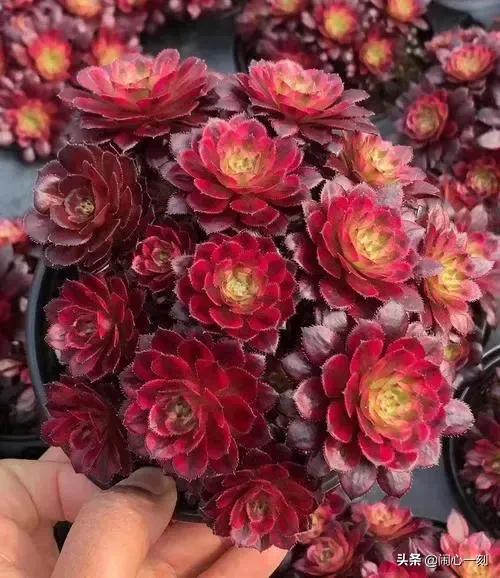 分享——不一樣的多肉