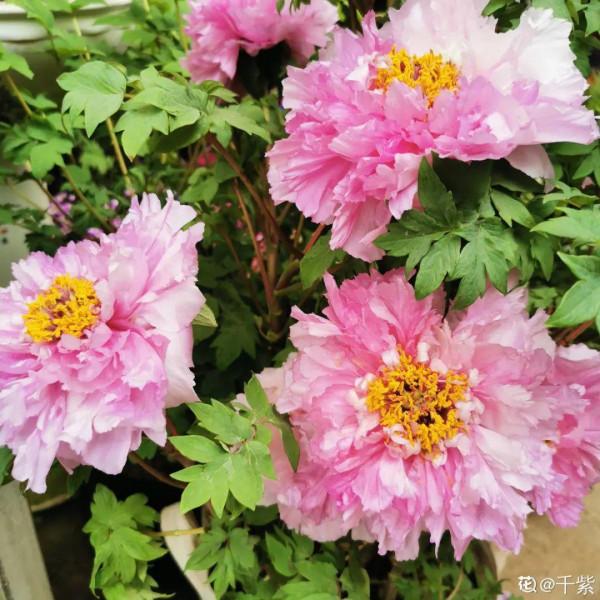 適合秋天養的12種花,耐陰又耐寒,秋冬長得更精神 適合秋天養的12種花,耐陰又耐寒,秋冬長得更精神