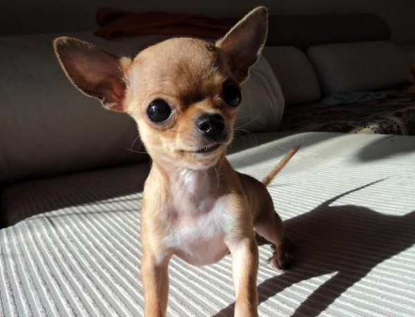 推薦:不用經常遛的狗狗,打工族很適合養 推薦:不用經常遛的狗狗,打工族很適合養