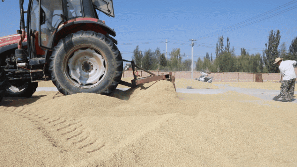 龍頭企業 | 昊王米業,寧夏人交口稱讚的品質米企 龍頭企業 | 昊王米業,寧夏人交口稱讚的品質米企