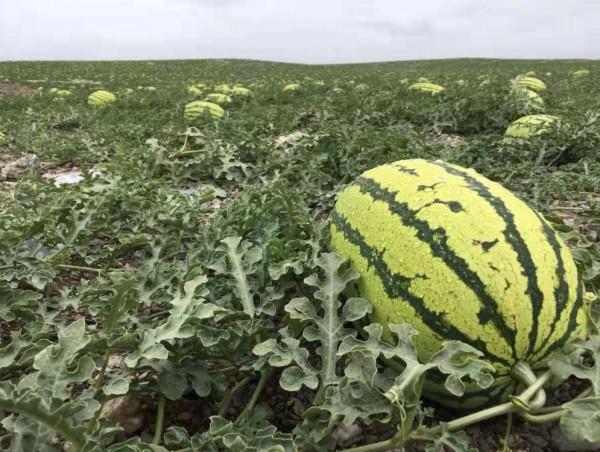 “戈壁西瓜”創年收益20億，卻被區域性禁種，硒砂瓜到底有何危害？