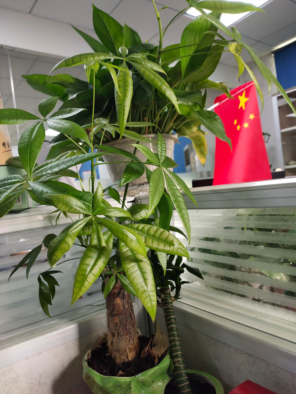 冷空氣來襲,5種怕凍傷的花卉,要特別注意保暖 冷空氣來襲,5種怕凍傷的花卉,要特別注意保暖