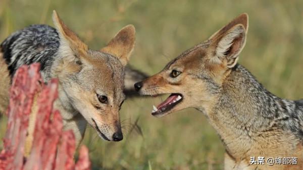 四大猛獸之首“豺”現身雲南，如果對野豬下手，能保全農作物嗎？