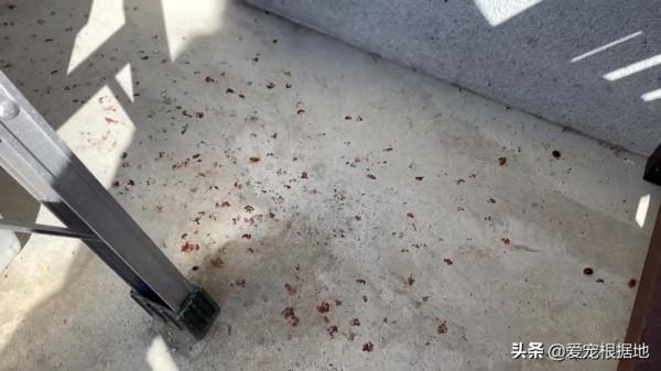 如果一隻貓跑到您家門口，主動和您求助，你會選擇置之不理嗎？