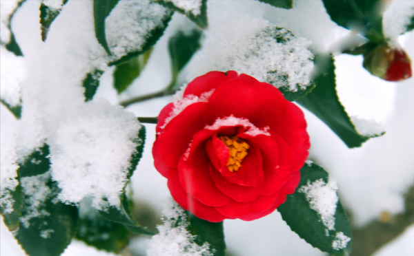 冬季養花“七忌”，簡單實用，安全過冬