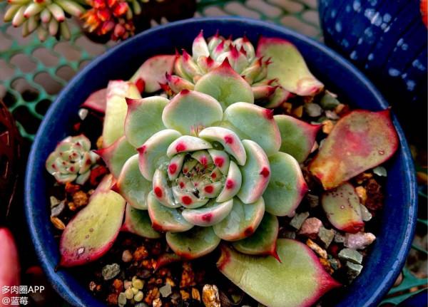 分享一些品種的養護技巧，趕緊收藏，刷過了就找不到啦