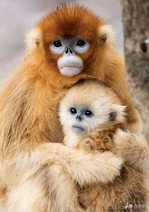 秦嶺金絲猴父女被16萬元販賣，猴媽自盡，囚禁野生動物何其殘忍？