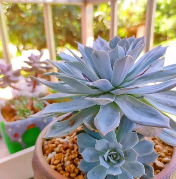 這6種多肉，堪稱多肉裡的“瘦美人”，不用養胖也漂亮