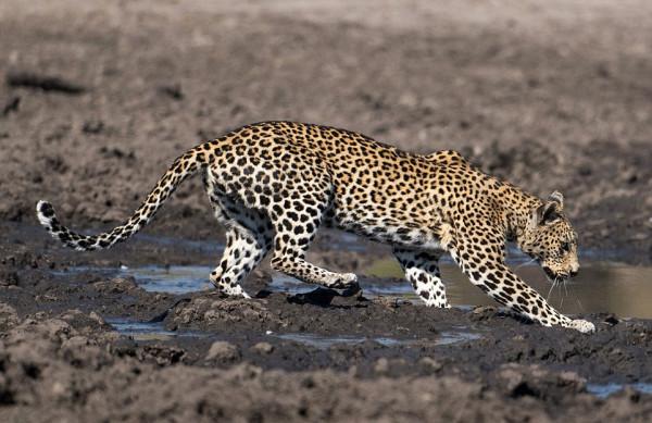 40張罕見的照片:鱷魚咬碎烏龜,鴕鳥在水面飛奔,河馬充當渡輪 40張罕見的照片:鱷魚咬碎烏龜,鴕鳥在水面飛奔,河馬充當渡輪