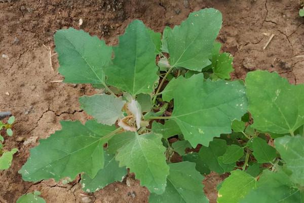 農村遍地都是的“灰菜”也是一種藥，晾乾有4種作用