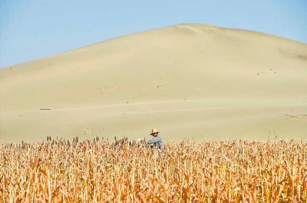 將沙子變成土，中國獨創沙漠治理黑科技，全球多個國家請求合作