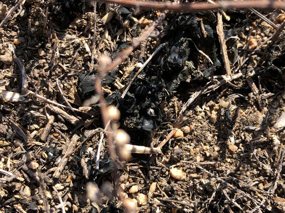 塞外聖潔明塘——黃旗海