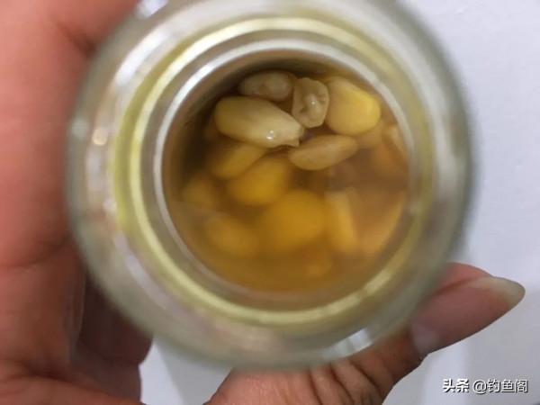 鮮玉米做釣餌這樣加工一下,魚愛吃又方便攜帶,不比買的差 鮮玉米做釣餌這樣加工一下,魚愛吃又方便攜帶,不比買的差