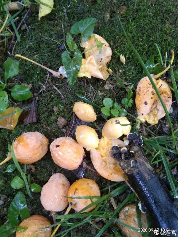 秋天銀杏成了“黃金樹”,顏值超高,為啥種的人很少 秋天銀杏成了“黃金樹”,顏值超高,為啥種的人很少