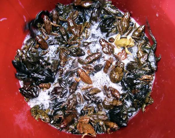 千隻才能出一斤油，前年還賣6千一斤，今年慘遭禁養，損失誰賠？