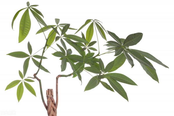 適合秋天養的4種花,“懶人”必備,不澆水反而長得旺 適合秋天養的4種花,“懶人”必備,不澆水反而長得旺