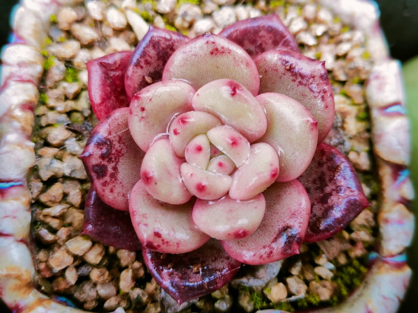 愛養花的男人才不“娘”，實則溫柔又細心，遇到了可別錯過