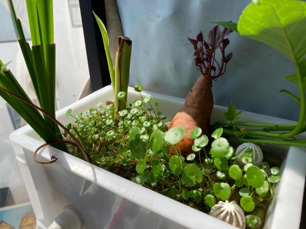 龜苗冬天怎麼加溫飼養? 龜苗冬天怎麼加溫飼養?