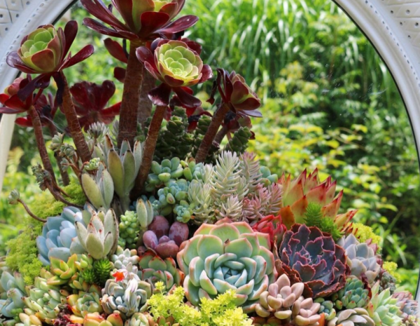 12月養多肉“拼盤”，套個“小罩子”，葉片照舊肥美多彩，惹人愛