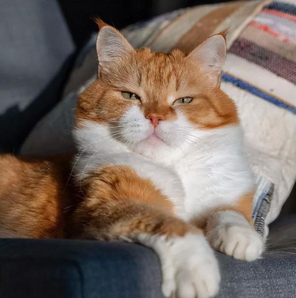 俄羅斯的胖橘，從流浪到人生贏家~逆襲喵生開始