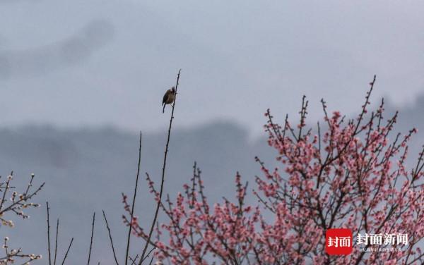 秀恩愛 鳥戲枝頭報春來