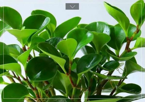 100種觀葉植物 | No.8 豆瓣綠養護攻略 100種觀葉植物 | No.8 豆瓣綠養護攻略