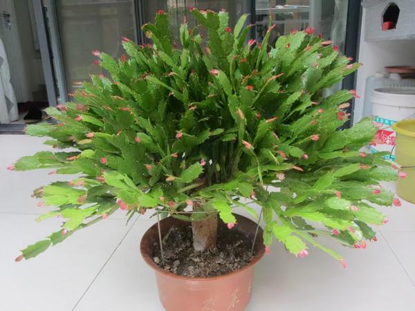 蟹爪蘭有個&OpenCurlyDoubleQuote;小機關&rdquo;，這樣開啟它，呼呼長成大壯樹