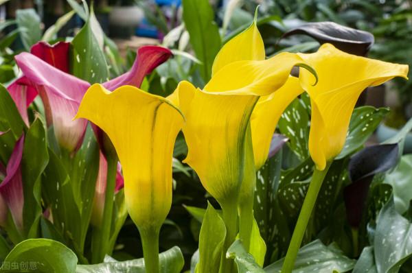 越養花越貧窮?其實養花也能賺錢,完全可以滿足養花的開銷 越養花越貧窮?其實養花也能賺錢,完全可以滿足養花的開銷