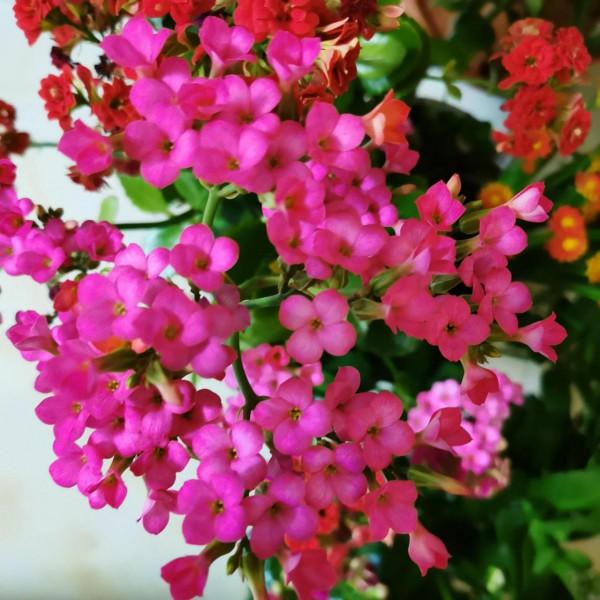 看看我家的長壽花，開爆盆了