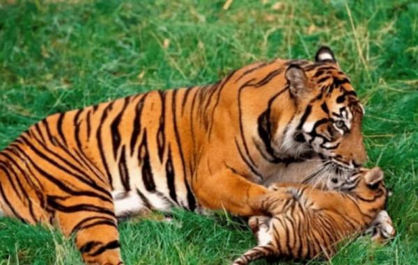 老虎再餓也有3不吃？這是為什麼？老虎到底有多厲害？