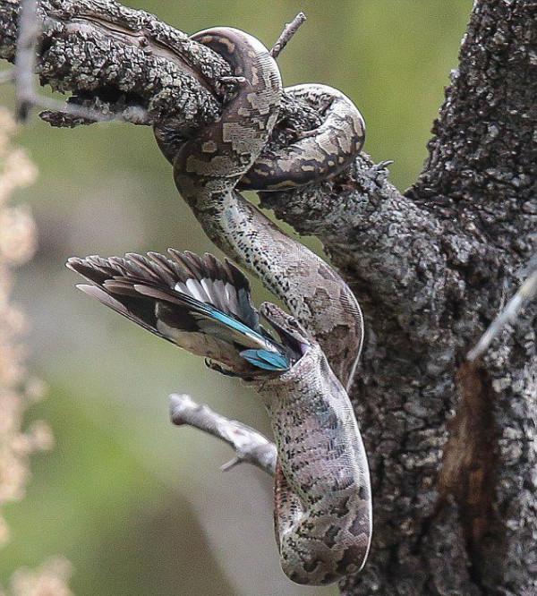 40張罕見的照片:鱷魚咬碎烏龜,鴕鳥在水面飛奔,河馬充當渡輪 40張罕見的照片:鱷魚咬碎烏龜,鴕鳥在水面飛奔,河馬充當渡輪