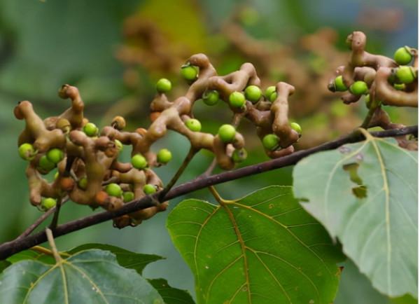 拐棗:骨骼驚奇似雞爪,拐來拐去沒個“棗樣”,但價值卻不低 拐棗:骨骼驚奇似雞爪,拐來拐去沒個“棗樣”,但價值卻不低