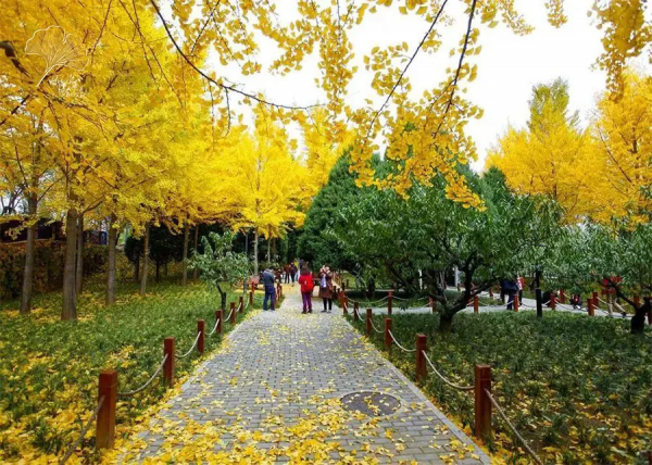 【玩轉懷柔】2021懷柔賞秋攻略出爐！一個字，絕！