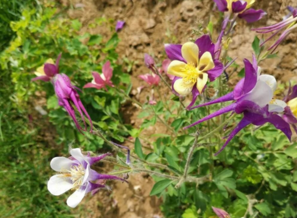 新手養耬鬥菜,冬天將這4點做到位,來年春季開花才多又美 新手養耬鬥菜,冬天將這4點做到位,來年春季開花才多又美