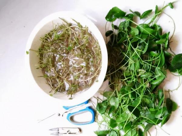 秋季養花,這“4種花”必須“理髮”,剪得越多,來年生長越旺盛 秋季養花,這“4種花”必須“理髮”,剪得越多,來年生長越旺盛