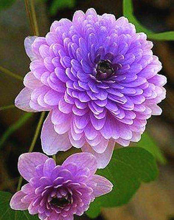 看看這些漂亮的花