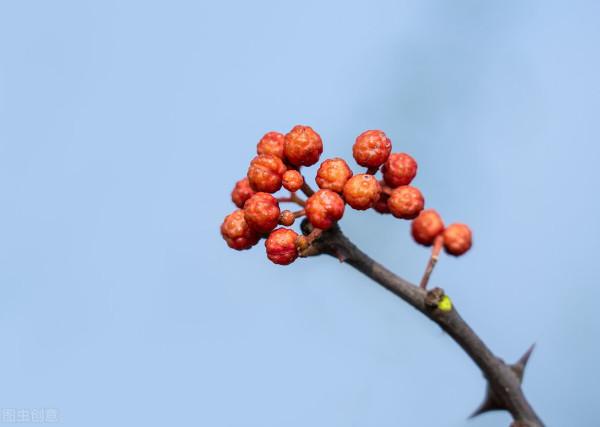 伏花椒與秋花椒的味道