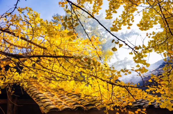 12月必去的7個古鎮,每一個都美到不想離開,閒了就去小住幾日吧 12月必去的7個古鎮,每一個都美到不想離開,閒了就去小住幾日吧