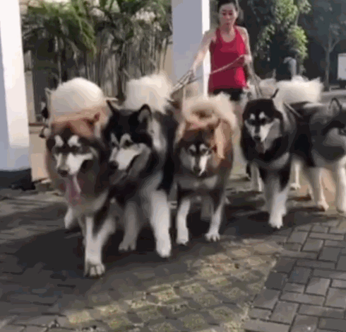 現在為什麼阿拉斯加犬沒人養了,這幾點都足夠讓你怕了 現在為什麼阿拉斯加犬沒人養了,這幾點都足夠讓你怕了